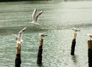 筼筜湖图册