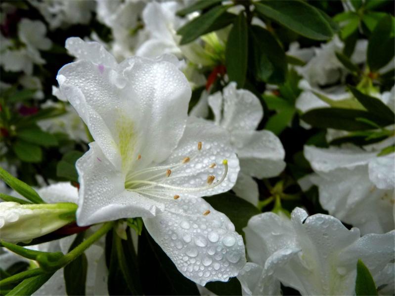 大白花杜鹃 杜鹃科杜鹃属植物 搜狗百科