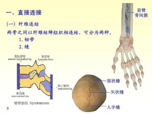 骨连结图册