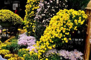 悬崖菊
