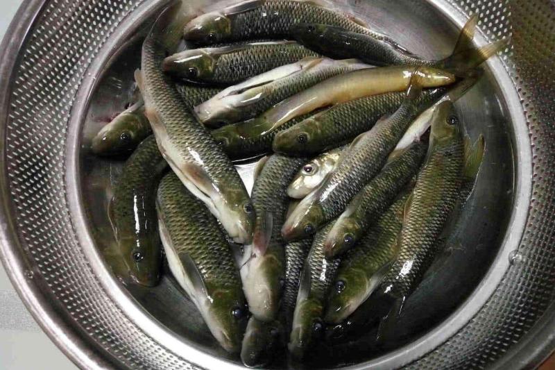 油鱼(鲤科泉水鱼属动物)_搜狗百科