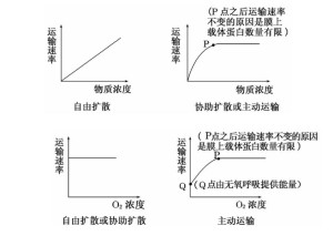 主动运输