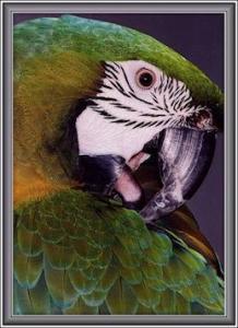 米利戈德金刚鹦鹉(图2)