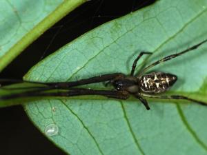 中文学名赵氏肖蛸亚目后纺亚目属肖蛸属目蜘蛛目科肖蛸科定名人zhu