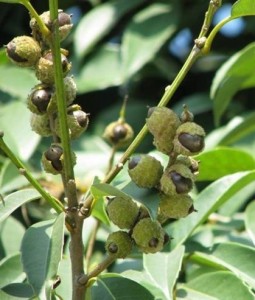 苦槠