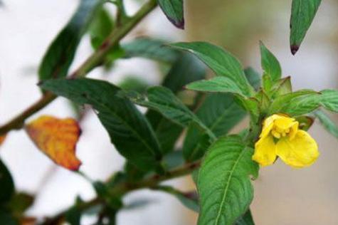 草龙 柳叶菜科丁香蓼属植物 搜狗百科