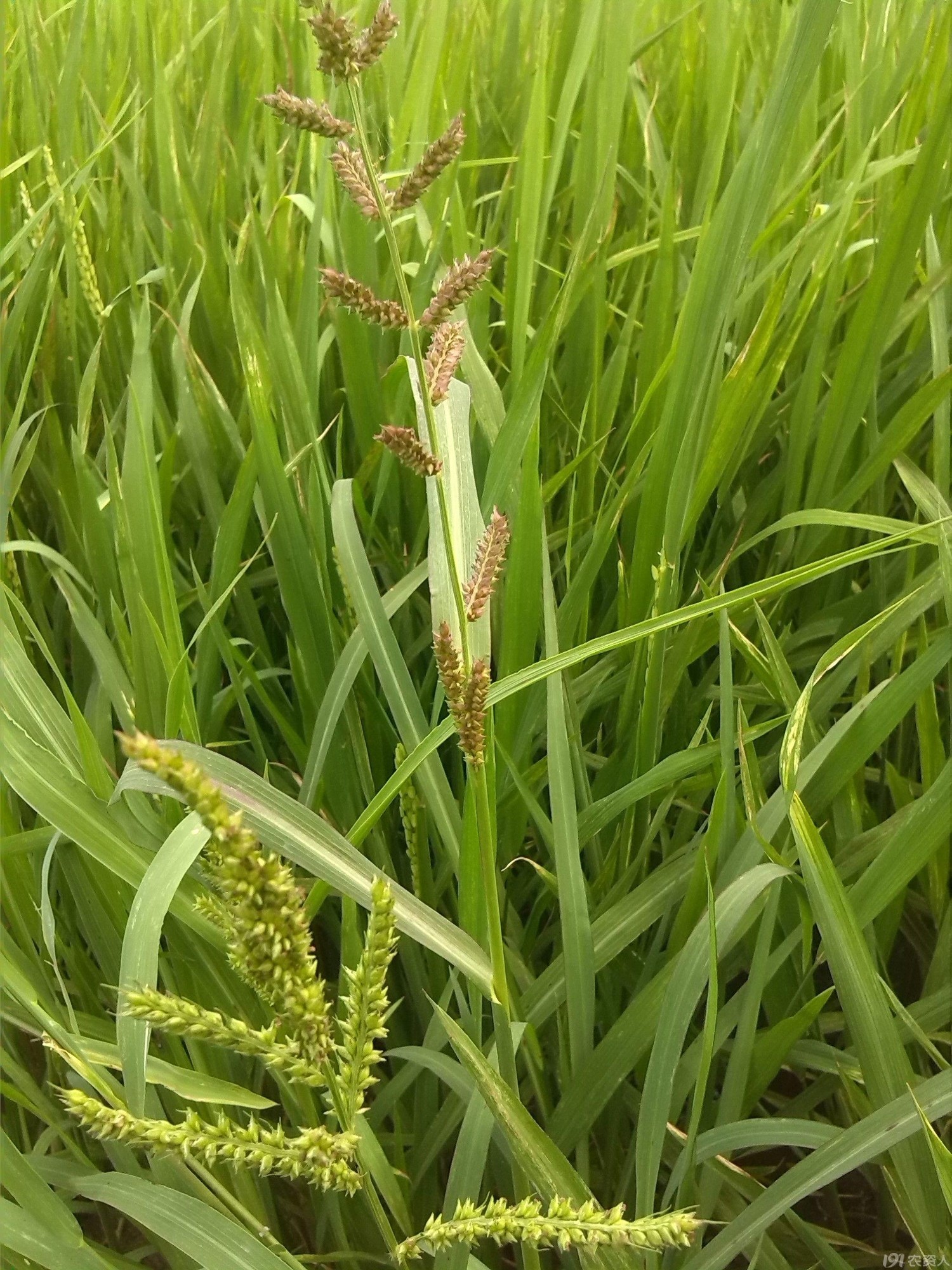 稗草(禾本科稗属植物)