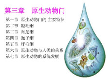 原生动物