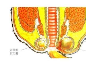 肛门腺