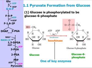 糖酵解 - 搜狗百科
