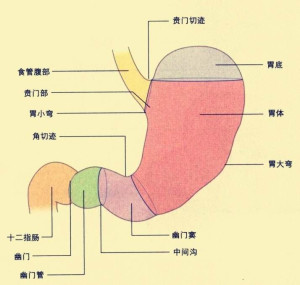 新生儿贲门图片