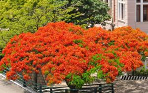 香港大学