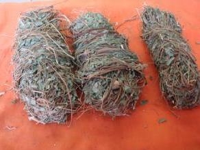 鸡骨草