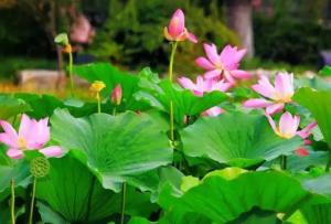 三川荷花