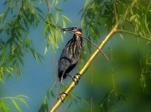 黑鳽