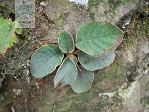 石上莲（中国植物图像库）