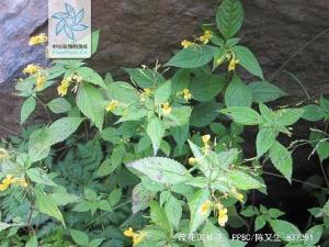 疏花凤仙花全株