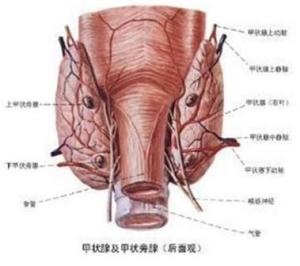 (2)空腹口服2～5μci的131i-標記的碘化鈉,並且製備等量的標準液.