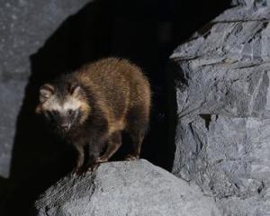 狸 猫科猫属动物 搜狗百科