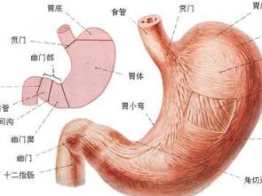 胃石症