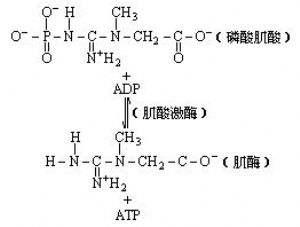 磷酸肌酸结构式图片