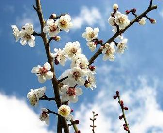 十大名花 花卉名称 搜狗百科