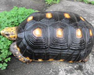 红腿陆龟寿命图片