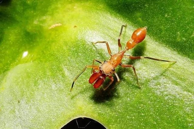 红林蚁图片