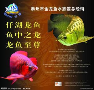 红尾金龙鱼图册