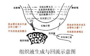 组织液