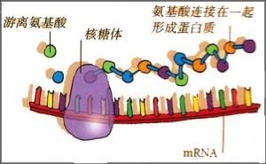 信使RNA