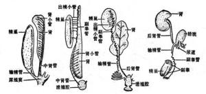 雄性生殖系统