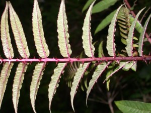 食茱萸