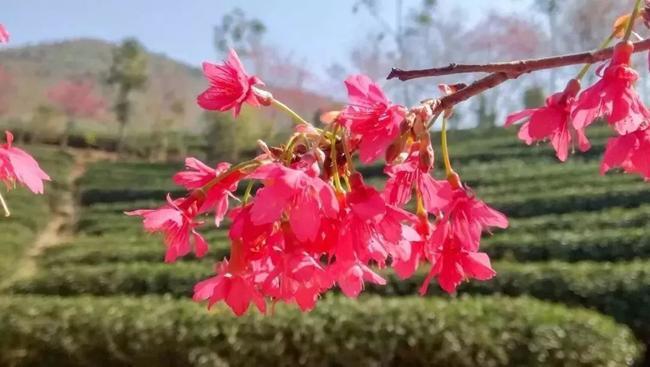 和平县青州镇的樱花