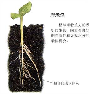 茎的背地性图片