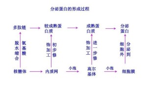 分泌蛋白