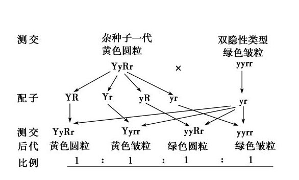 自交测交的示意图图片