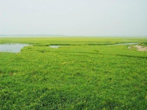 望江县武昌湖风景