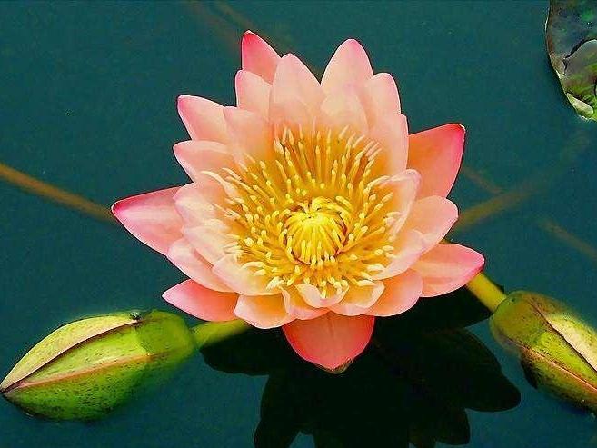 九品香水莲花 睡莲科植物 搜狗百科 九品香水莲花 睡莲科植物 搜狗百科