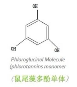 鼠尾藻多酚