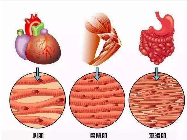 肠壁平滑肌图片