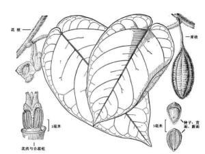 黄毛马兜铃