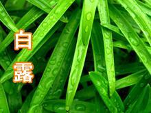 白露