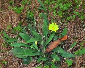 苦丁菜 搜狗百科