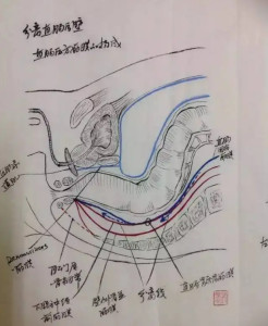 直肠