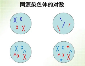 编辑2研究意义正常细胞中,一对同源染色体若表示为由两条染色体a,b