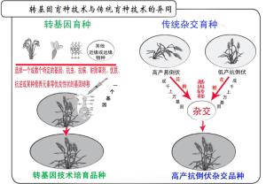 转基因育种与传统育种示意图 转基因育种与传统育种示意图