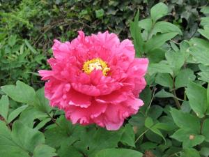 2008年04月20日孙大俊拍摄的花港观鱼牡丹园