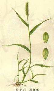 莠狗尾草植株