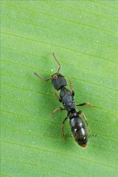 敏捷扁头猛蚁所属料目是猛蚁亚科,厚结猛蚁属,分布于中国热带到温带的